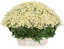 Цветочная композиция из Ромашки в корзине #REPLACE_PRED# Иргаклам